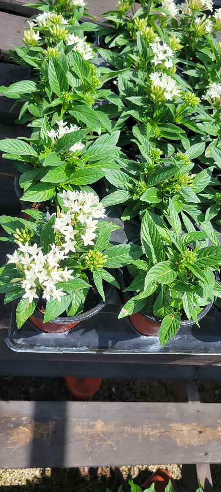 pentas-lanceolata-butterfly-blush-egyptian-star-cluster