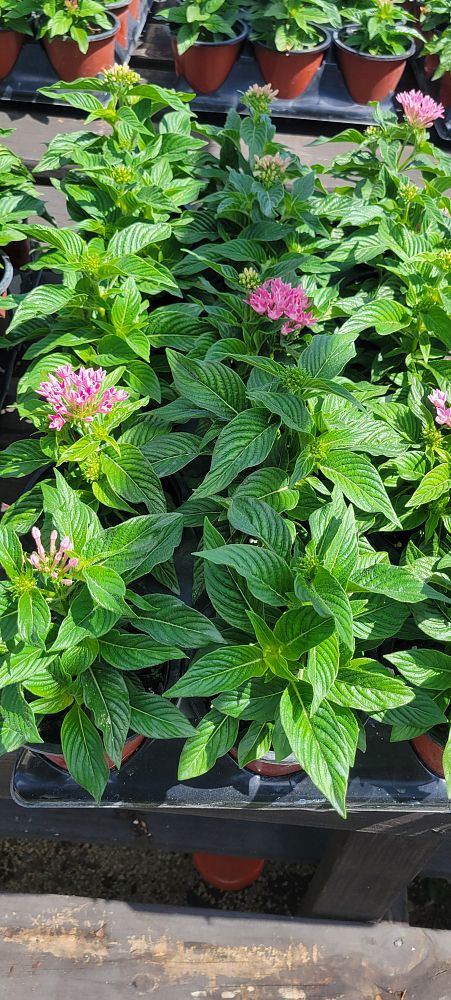 pentas-lanceolata-butterfly-blush-egyptian-star-cluster