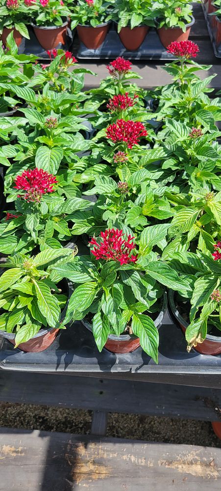 pentas-lanceolata-butterfly-blush-egyptian-star-cluster