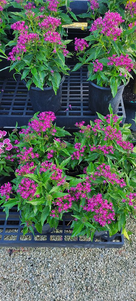 pentas-lanceolata-butterfly-blush-egyptian-star-cluster