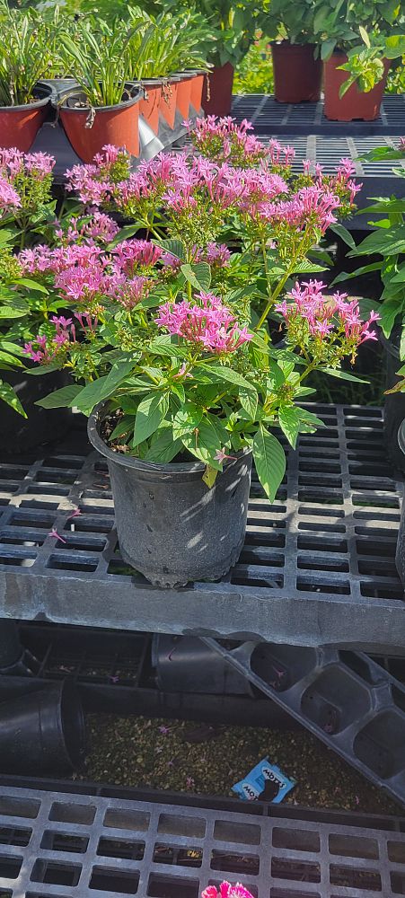 pentas-lanceolata-butterfly-blush-egyptian-star-cluster