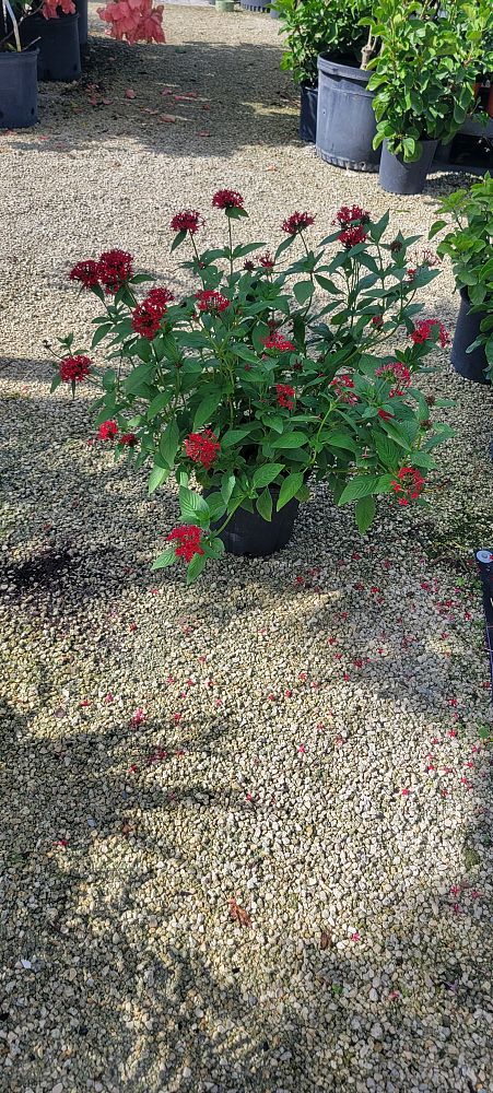 pentas-lanceolata-ruby-glow-egyptian-star-cluster