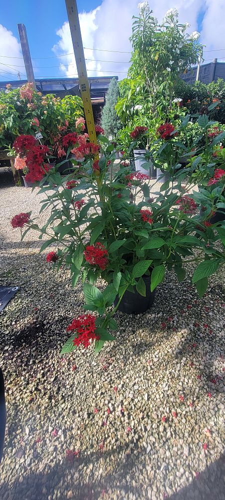 pentas-lanceolata-ruby-glow-egyptian-star-cluster