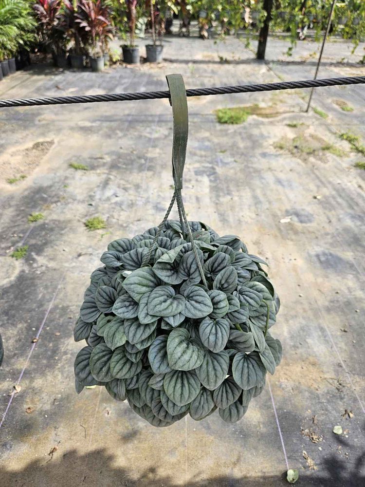 peperomia-frost