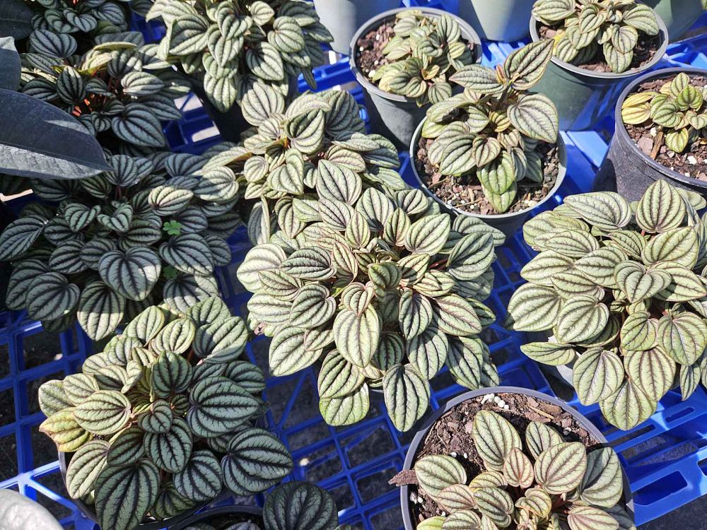 peperomia-little-tuscany-peperomia-little-toscani