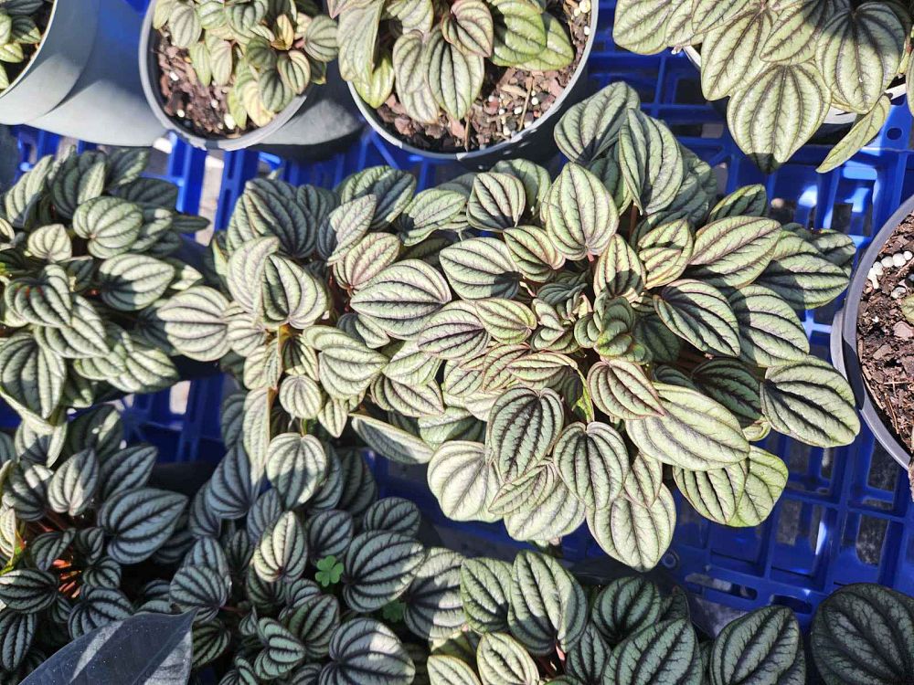 peperomia-little-tuscany-peperomia-little-toscani