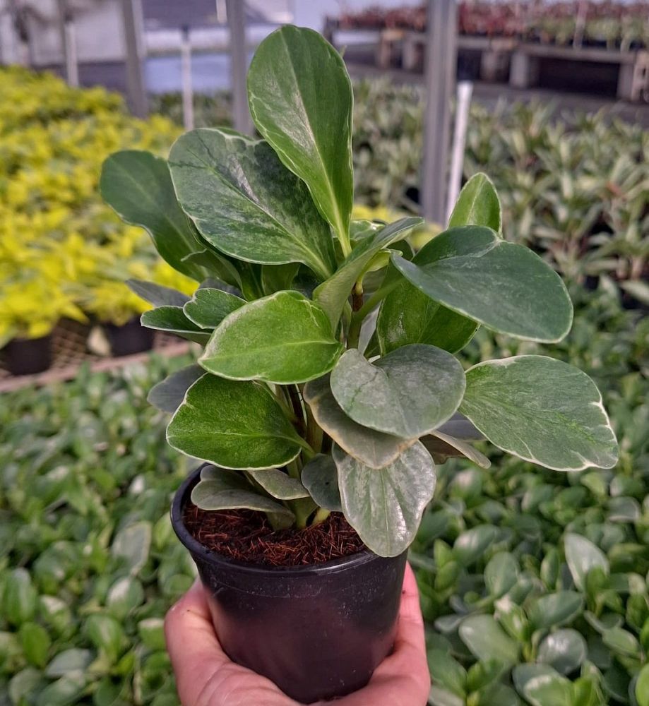 peperomia-obtusifolia-baby-rubber-plant