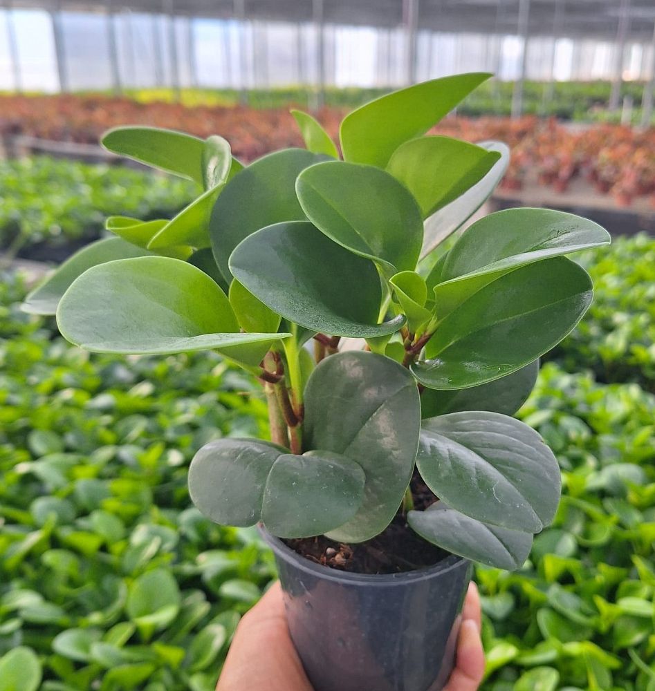 peperomia-obtusifolia-baby-rubber-plant