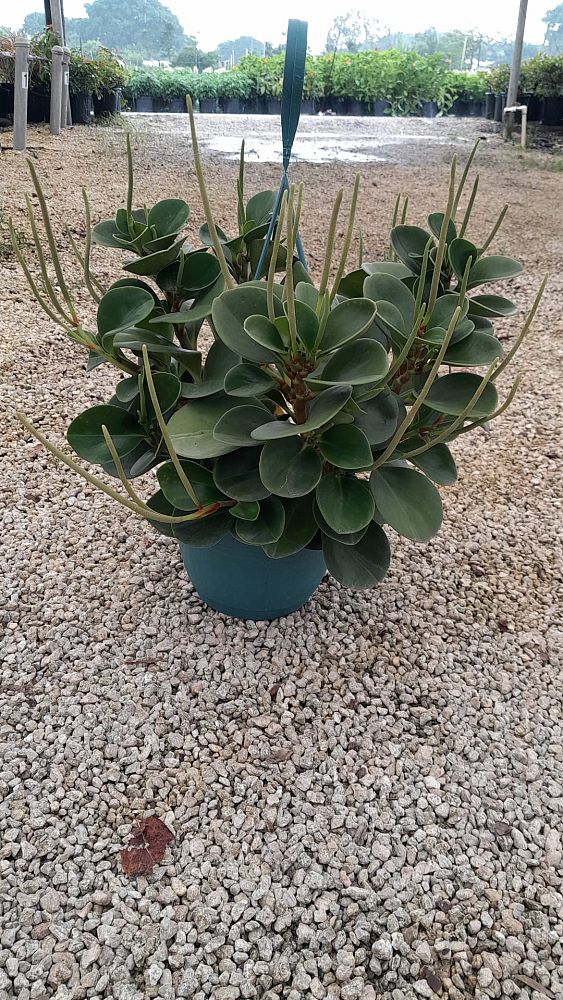 peperomia-obtusifolia-baby-rubber-plant