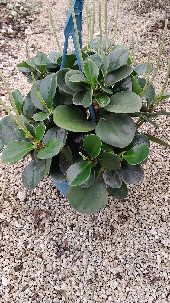 peperomia-obtusifolia-baby-rubber-plant