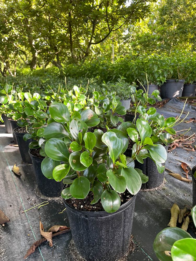 peperomia-obtusifolia-baby-rubber-plant