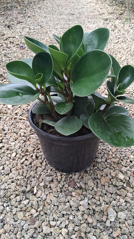 peperomia-obtusifolia-baby-rubber-plant