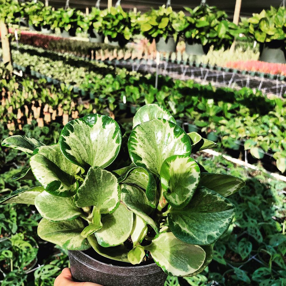 Anchor Foliage | plantANT.com