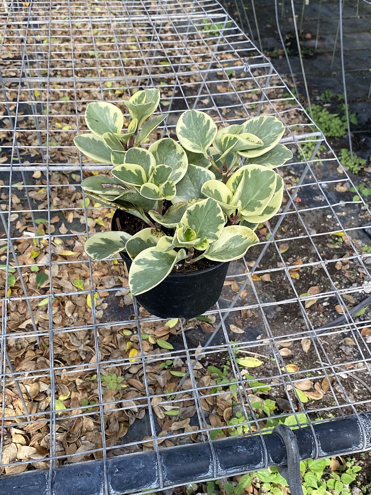 peperomia-obtusifolia-variegata-variegated-peperomia-baby-rubber-plant