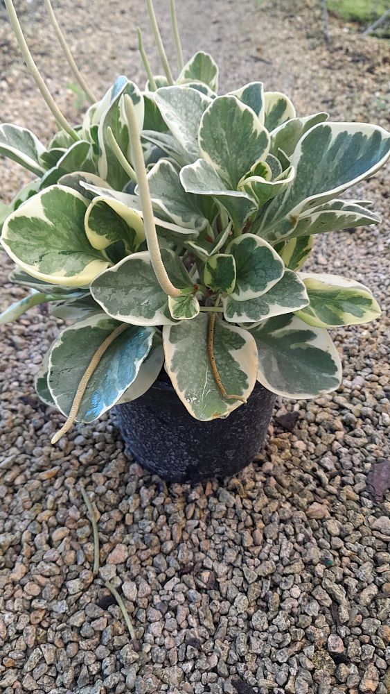 peperomia-obtusifolia-variegata-variegated-peperomia-baby-rubber-plant