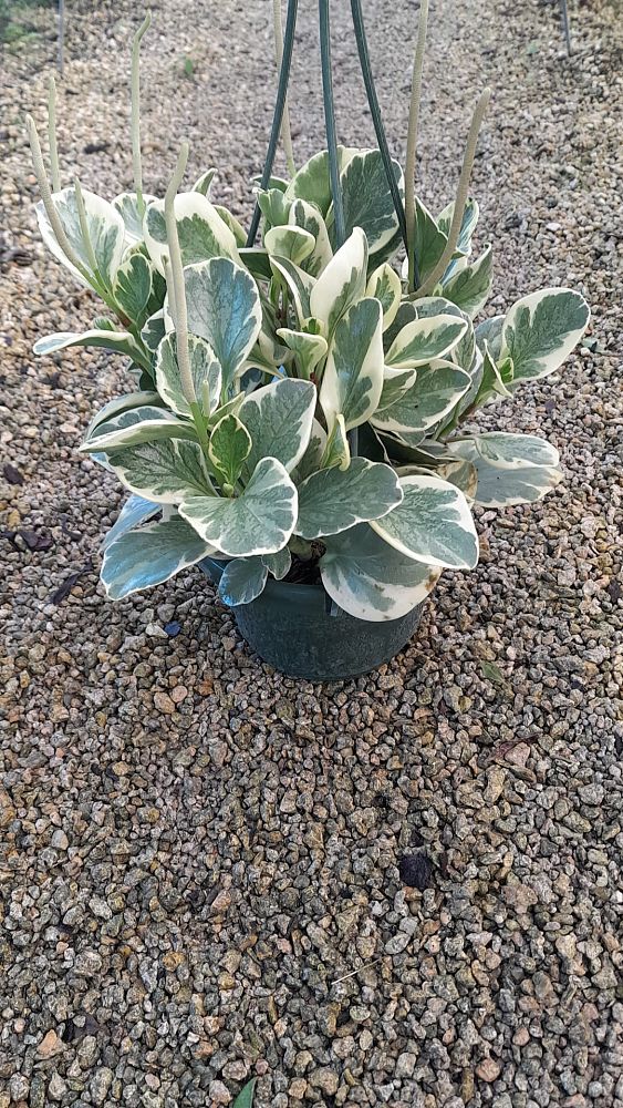 peperomia-obtusifolia-variegata-variegated-peperomia-baby-rubber-plant