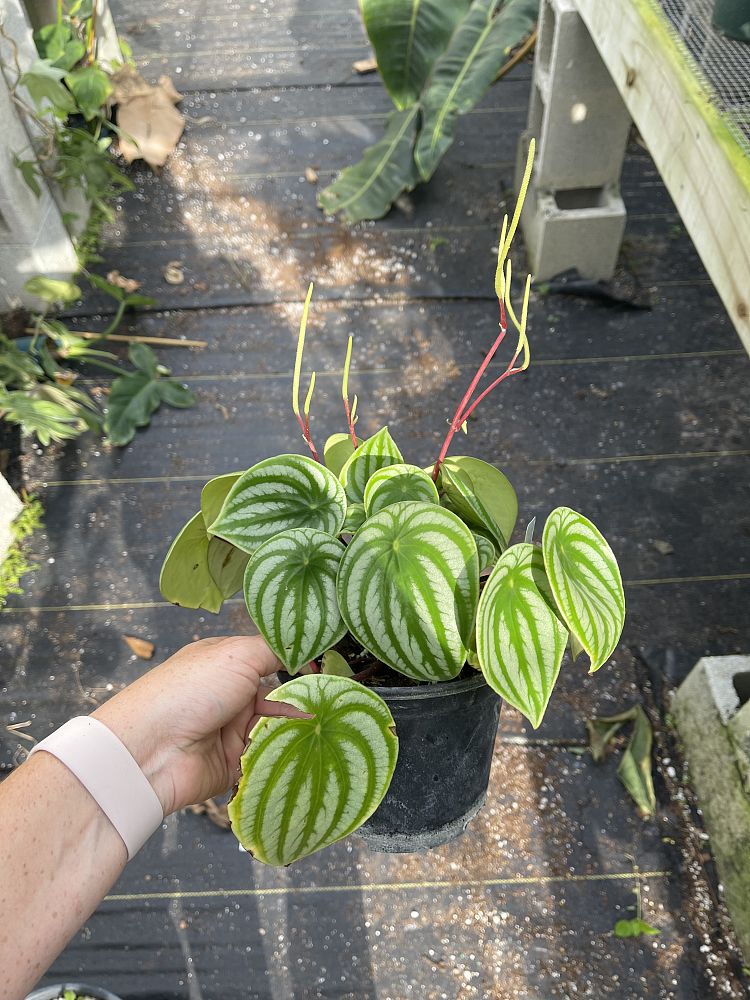 peperomia-obtusifolia-watermelon-baby-rubber-plant