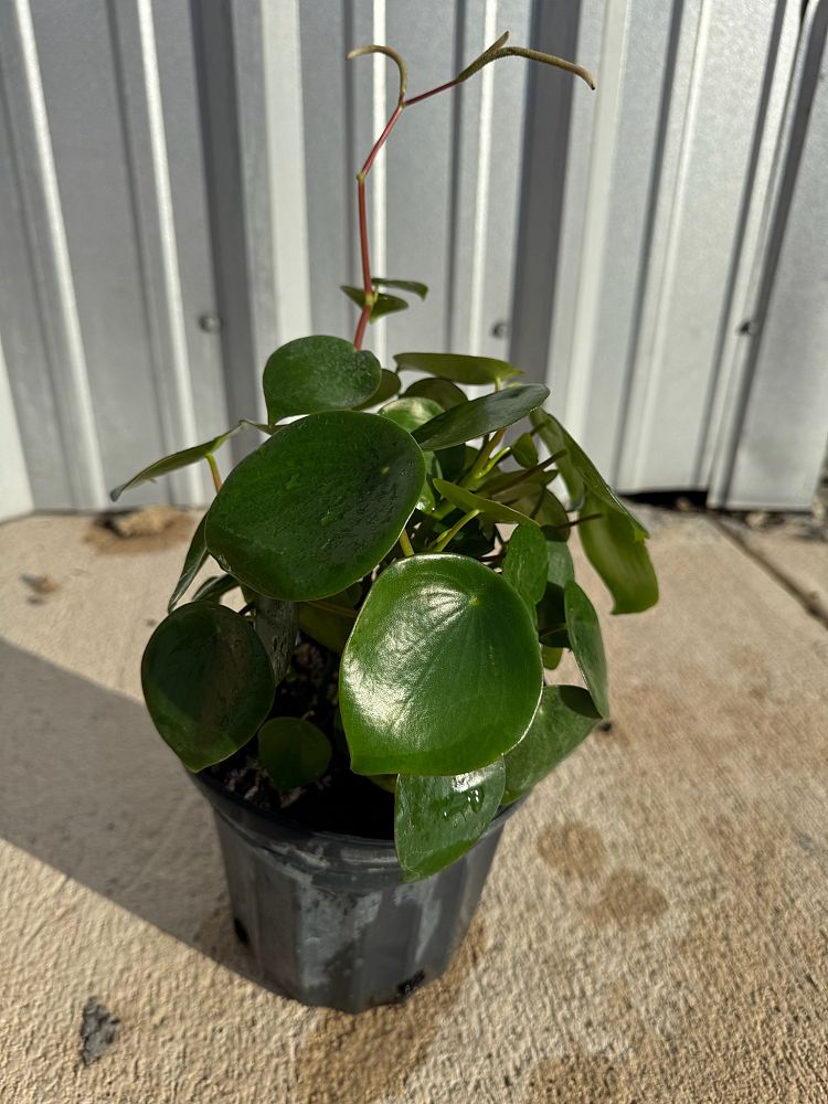 peperomia-polybotrya-coin-leaf-peperomia-raindrop-peperomia