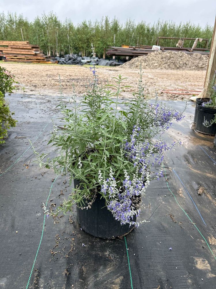 perovskia-russian-sage