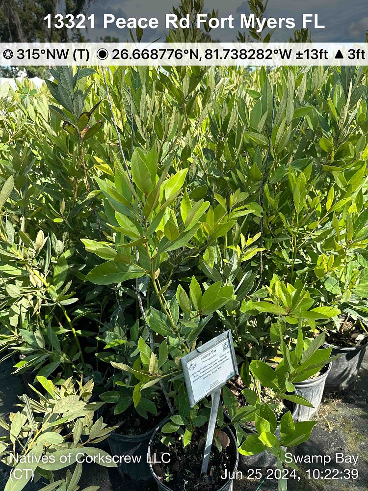 persea-palustris-swamp-bay