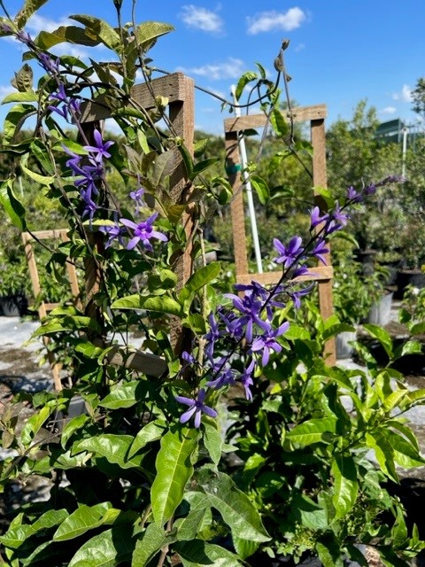petrea-volubilis-purple-queen-s-wreath-vine