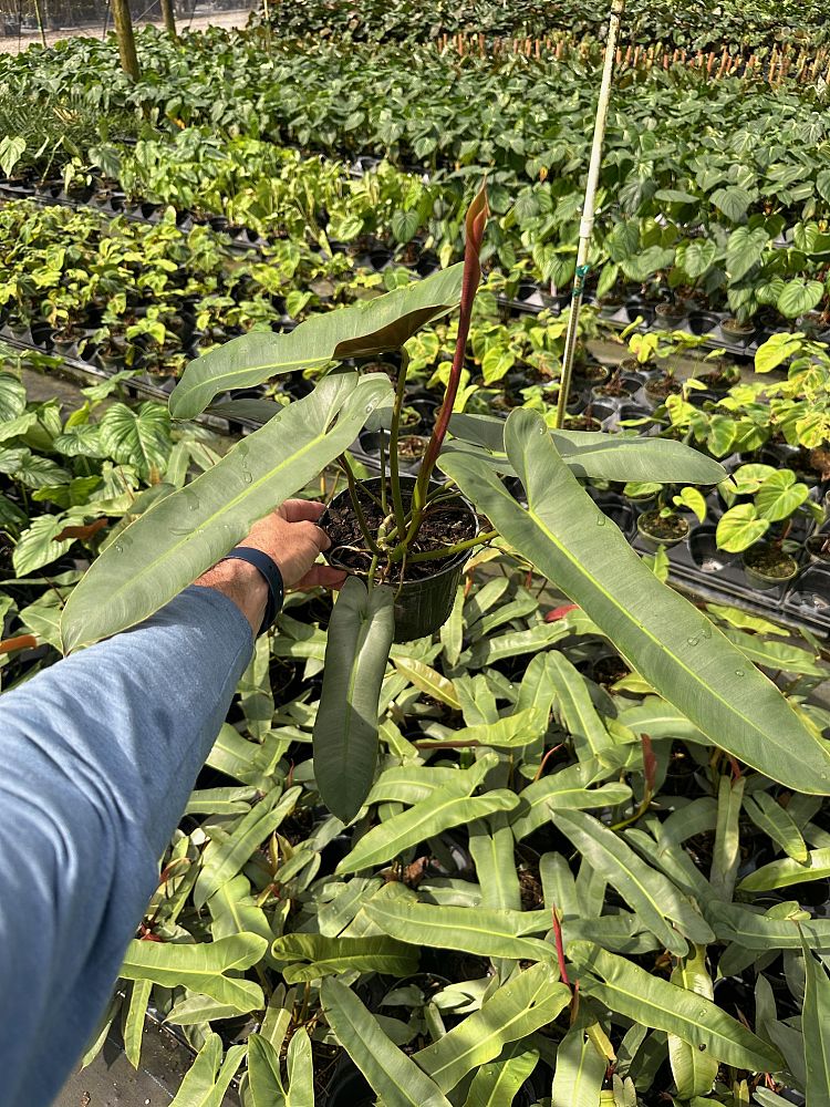 philodendron-atabapoense