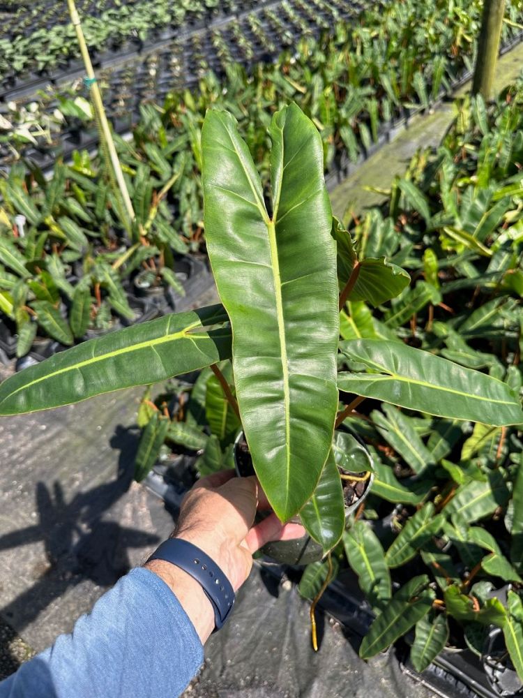 philodendron-billietiae