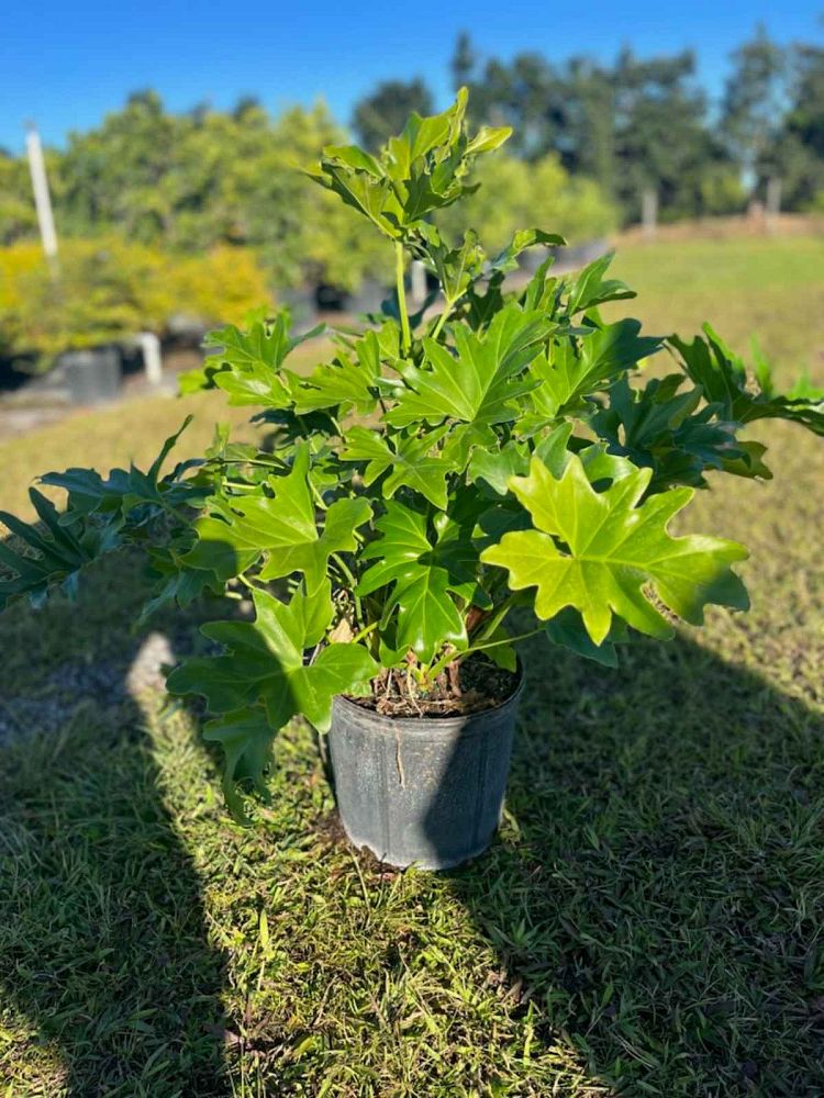 philodendron-bipinnatifidum-split-leaf-philodendron-philodendron-selloum-tree-philodendron