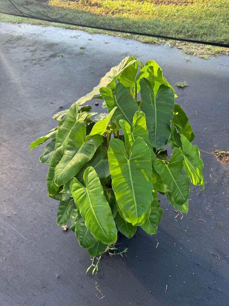 philodendron-burle-marx