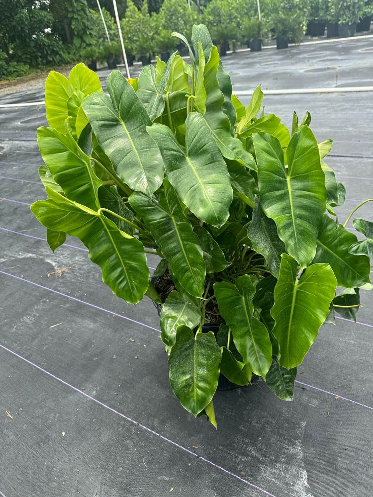 philodendron-burle-marx