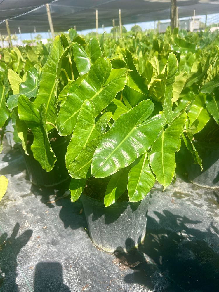 philodendron-burle-marx