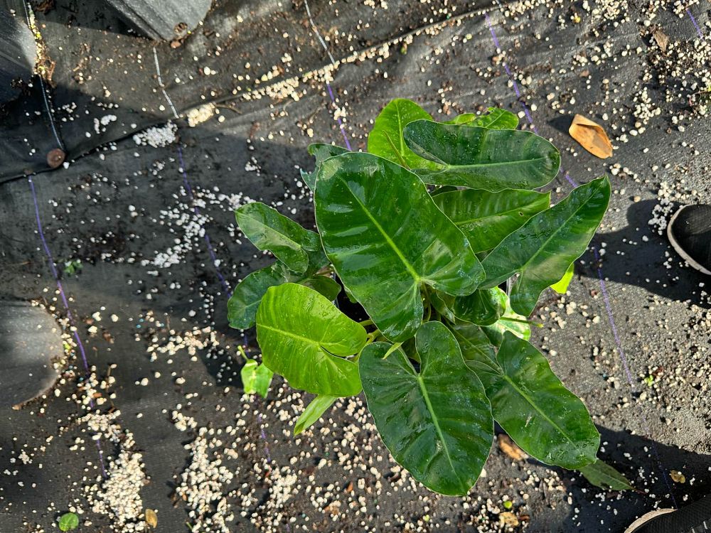 philodendron-burle-marx