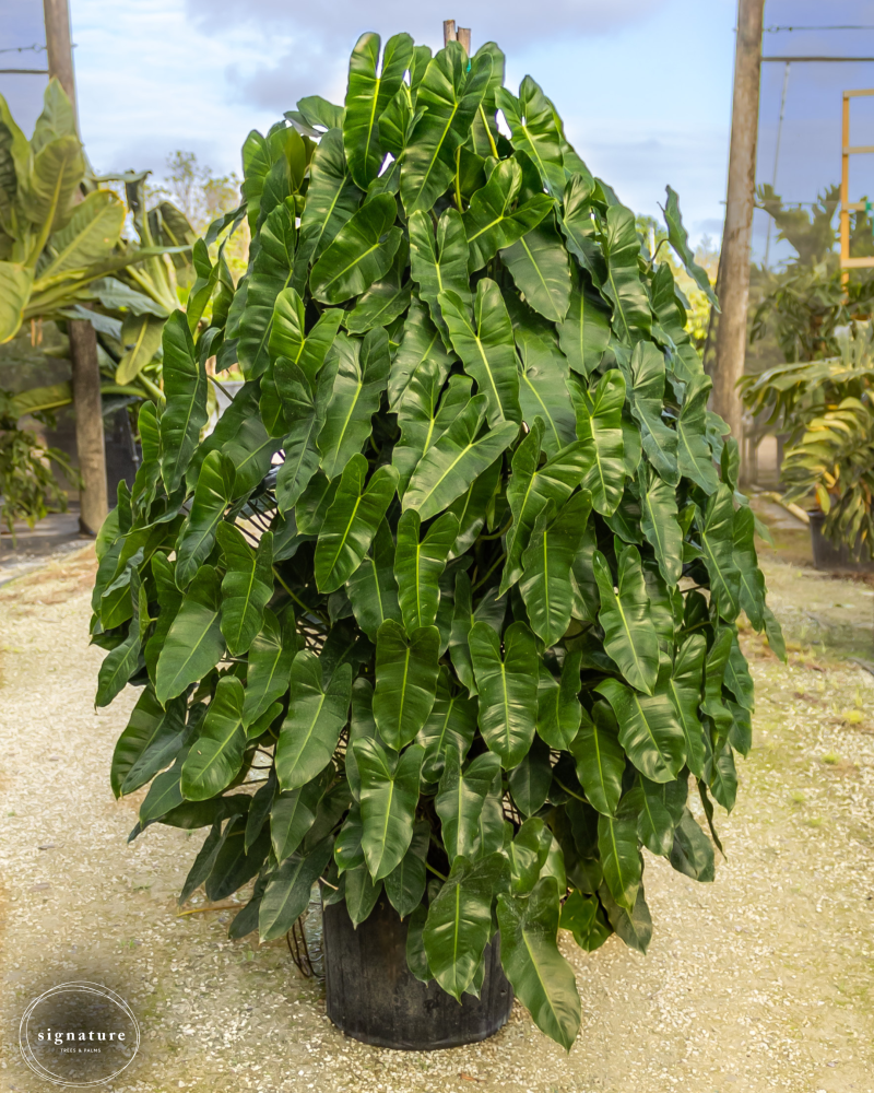 philodendron-burle-marx