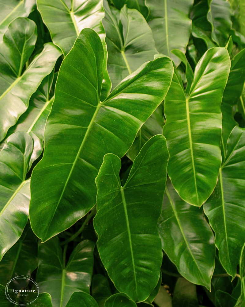 philodendron-burle-marx