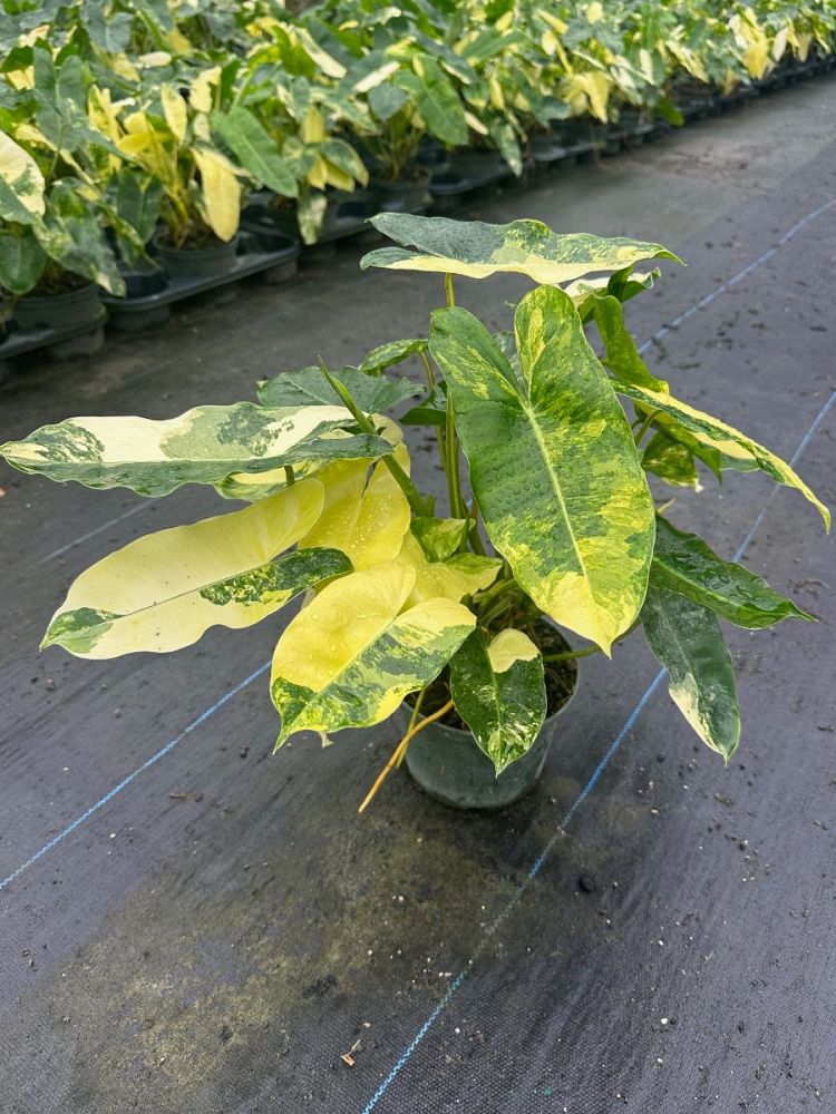 philodendron-burle-marx-variegated