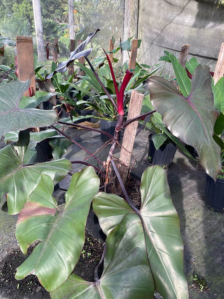 philodendron-dark-lord