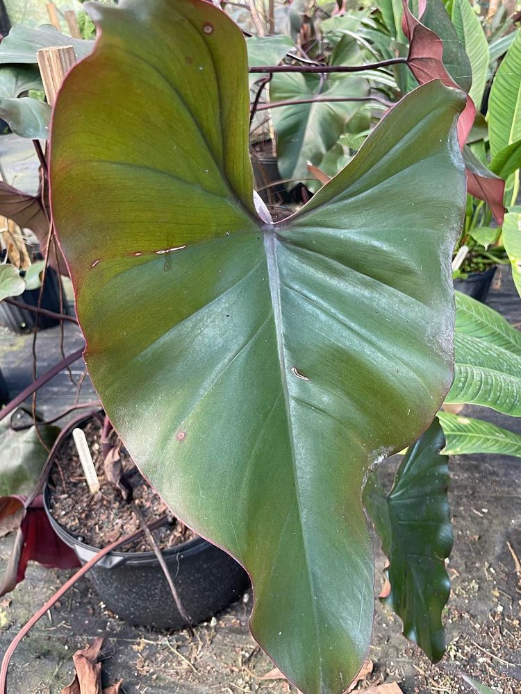 philodendron-dark-lord