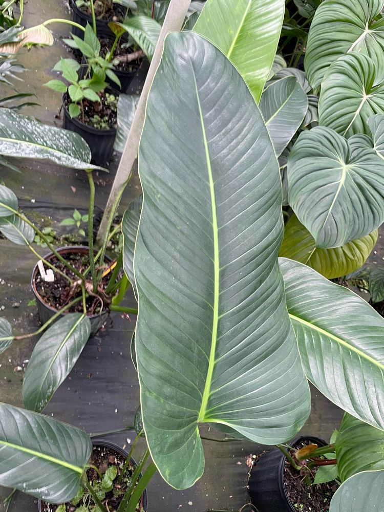 philodendron-davidsonii