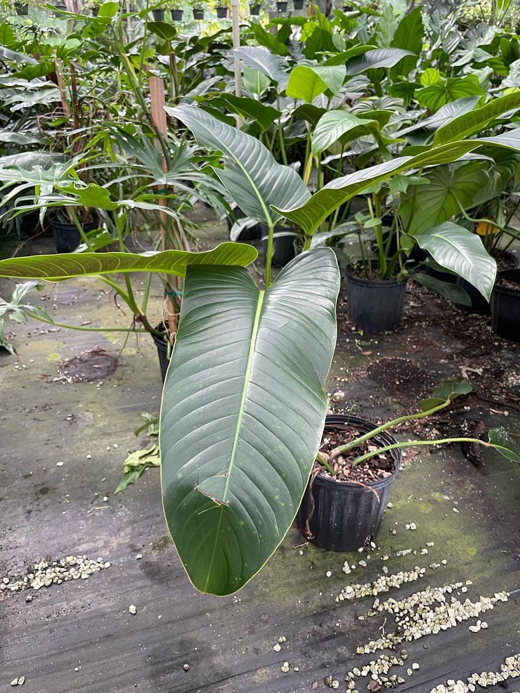 philodendron-davidsonii