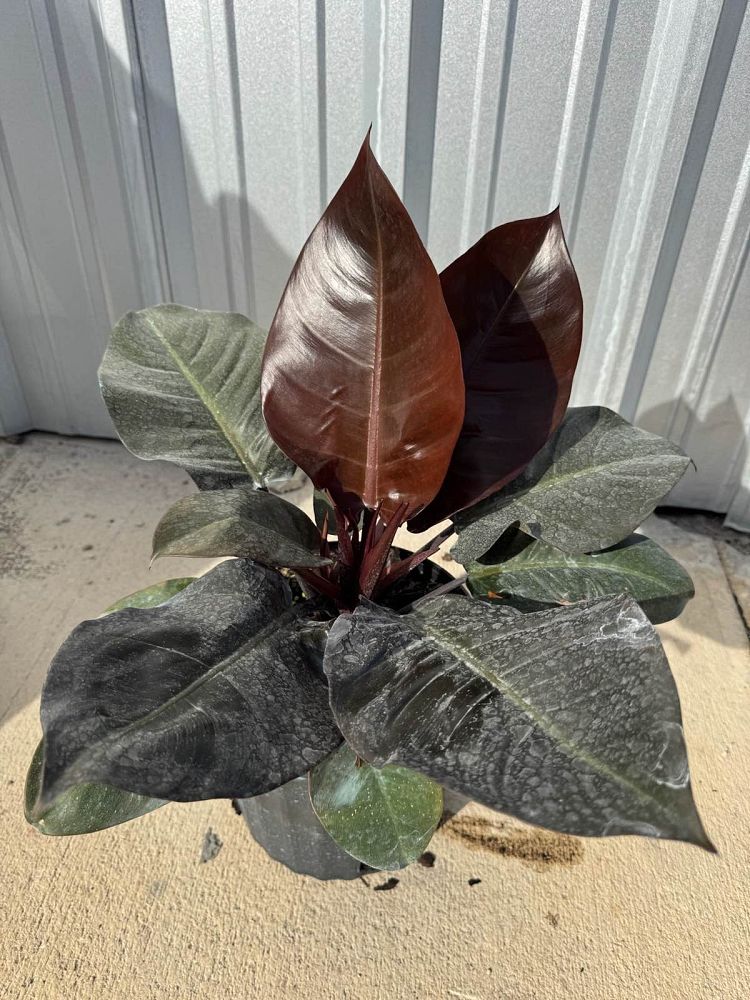 philodendron-erubescens-black-cardinal-red-leaf-philodendron-blushing-philodendron