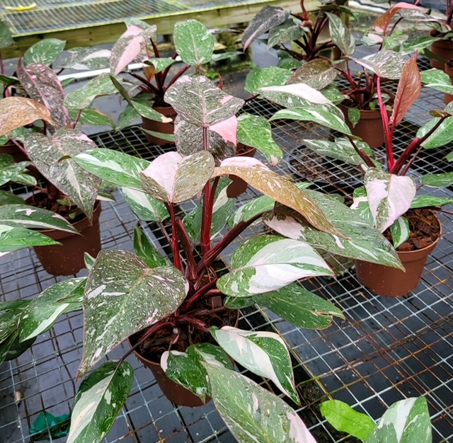 philodendron-erubescens-pink-princess-marble