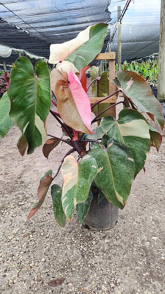 philodendron-erubescens-pink-princess