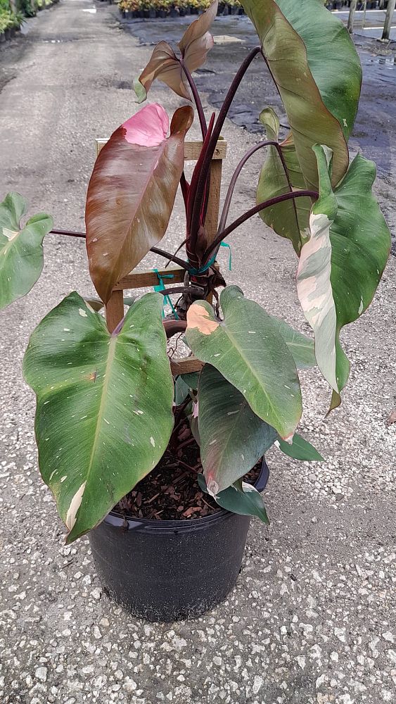 philodendron-erubescens-pink-princess