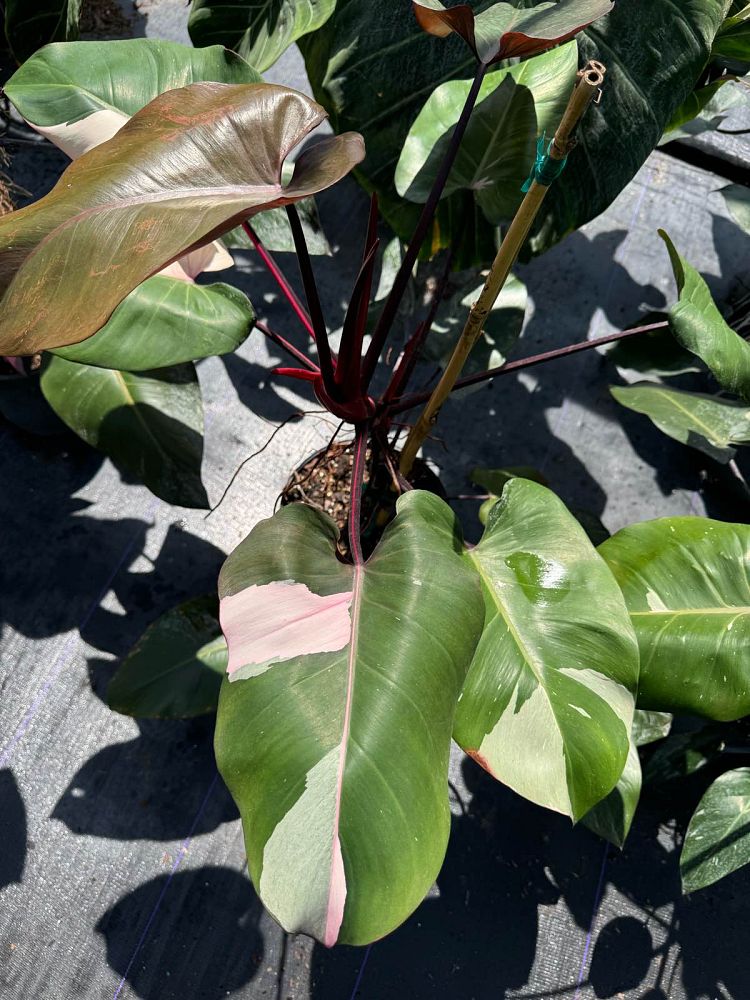 philodendron-erubescens-pink-princess