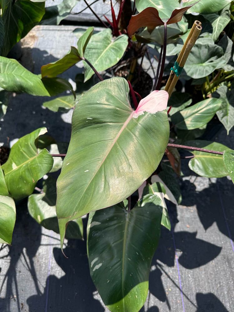 philodendron-erubescens-pink-princess