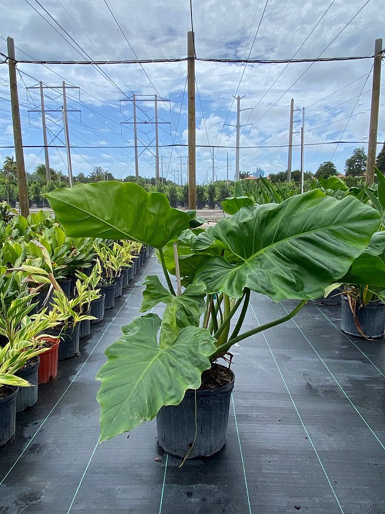 philodendron-giganteum