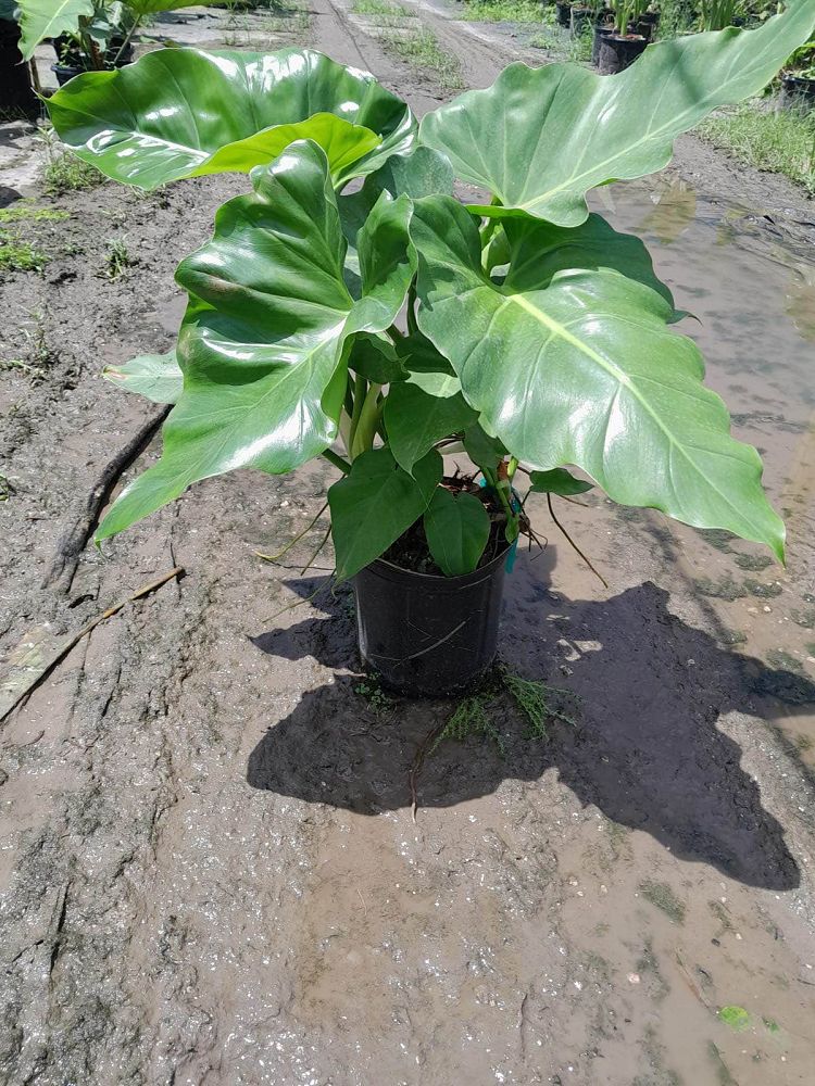 philodendron-giganteum