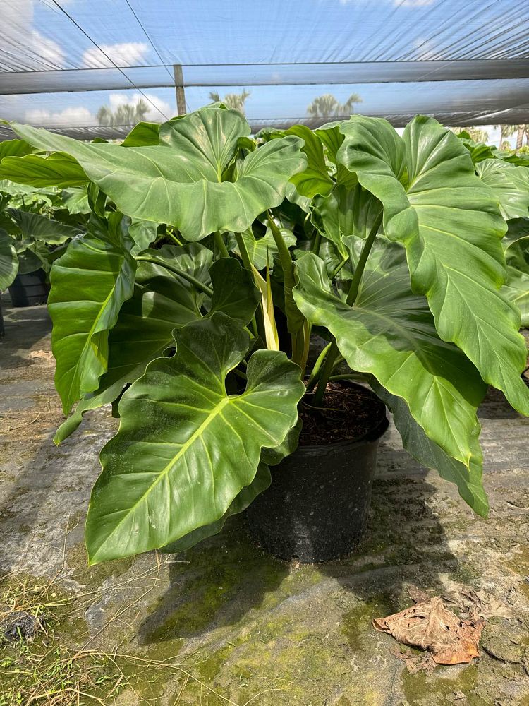 philodendron-giganteum