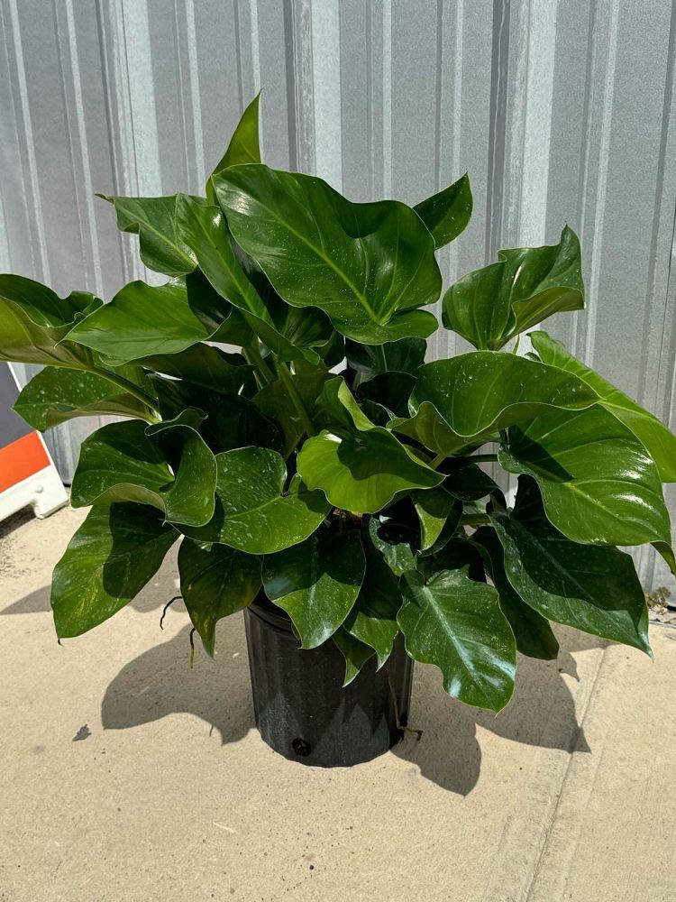 philodendron-giganteum