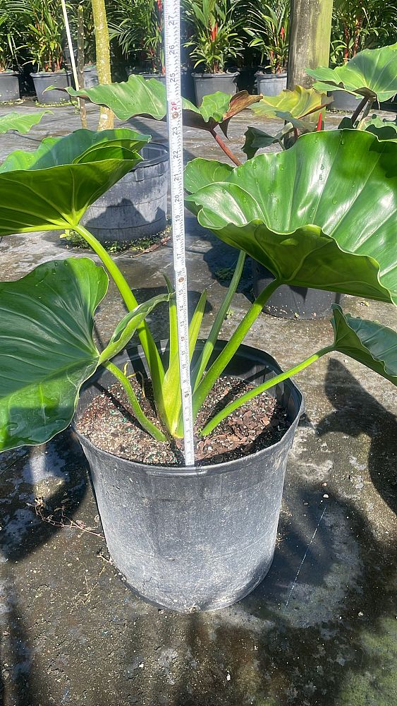 philodendron-giganteum